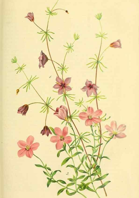 Reproducción/Reproduction 49689821768: Gartenflora.. Erlangen :F. Enke,1852-1940.. 