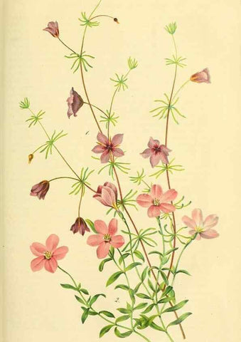 Reproducción/Reproduction 49689821768: Gartenflora.. Erlangen :F. Enke,1852-1940.. 
