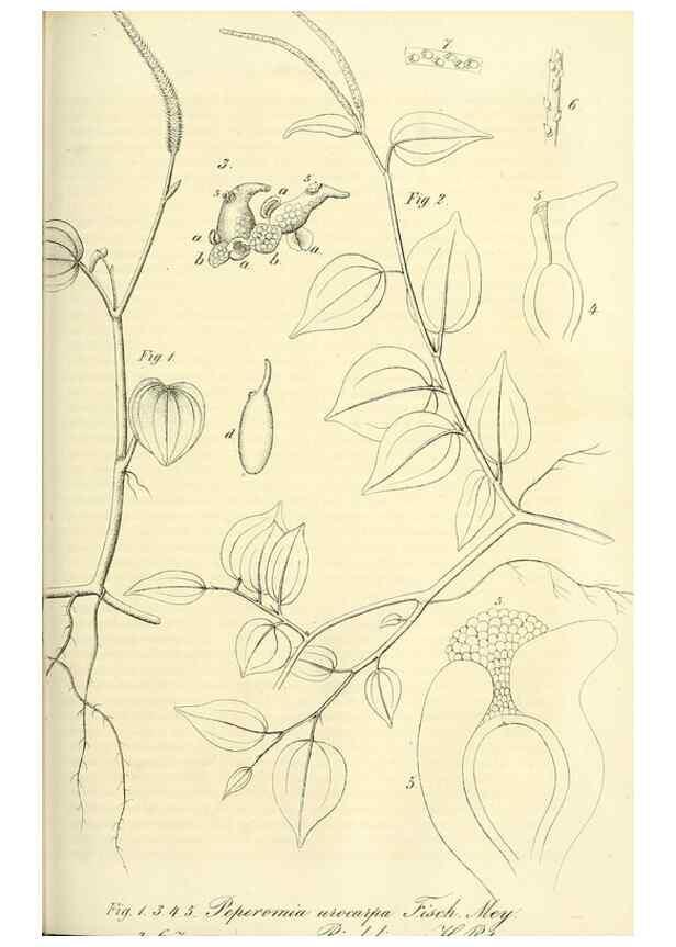 Reproducción/Reproduction 49690667497: Gartenflora.. Erlangen :F. Enke,1852-1940.. 