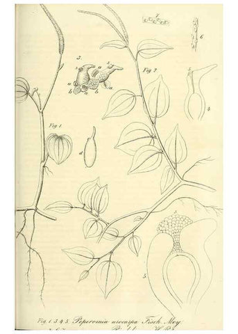Reproducción/Reproduction 49690667497: Gartenflora.. Erlangen :F. Enke,1852-1940.. 