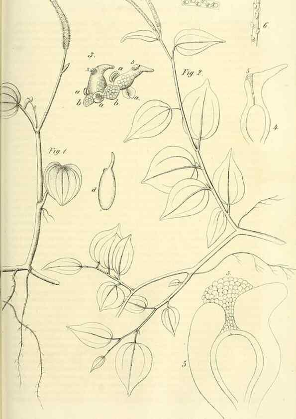 Reproducción/Reproduction 49690667497: Gartenflora.. Erlangen :F. Enke,1852-1940.. 