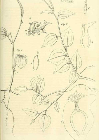 Reproducción/Reproduction 49690667497: Gartenflora.. Erlangen :F. Enke,1852-1940.. 