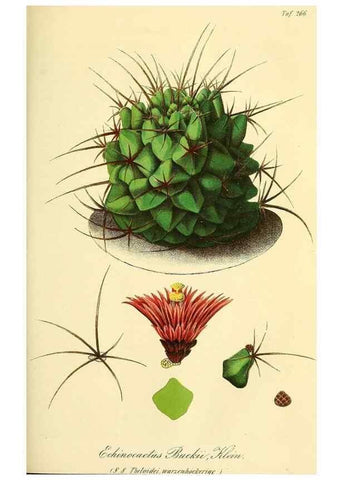 Reproducción/Reproduction 49689822568: Gartenflora.. Erlangen :F. Enke,1852-1940.. 