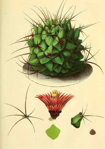 Reproducción/Reproduction 49689822568: Gartenflora.. Erlangen :F. Enke,1852-1940.. 
