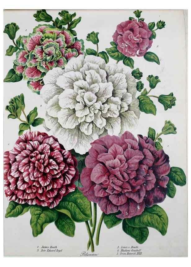 Reproducción/Reproduction 49690353406: Gartenflora.. Erlangen :F. Enke,1852-1940.. 