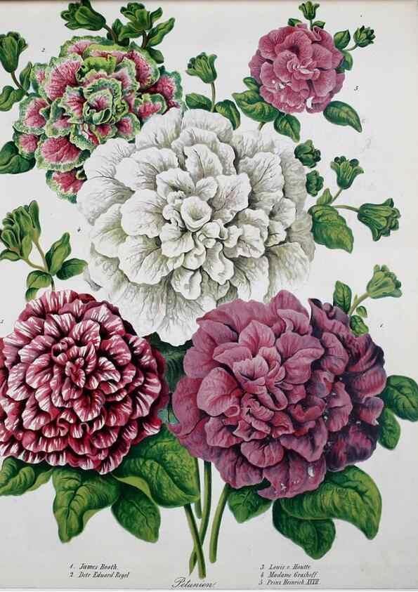 Reproducción/Reproduction 49690353406: Gartenflora.. Erlangen :F. Enke,1852-1940.. 