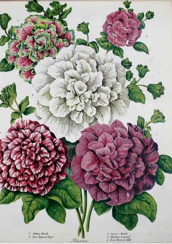 Reproducción/Reproduction 49690353406: Gartenflora.. Erlangen :F. Enke,1852-1940.. 
