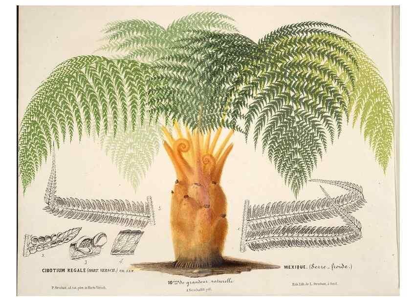 Reproducción/Reproduction 49690727742: L'Illustration horticole :. Gand, Belgium :Imprimerie et lithographie de F. et E. Gyselnyck,1854-1896.. 