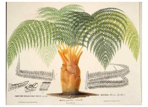 Reproducción/Reproduction 49690727742: L'Illustration horticole :. Gand, Belgium :Imprimerie et lithographie de F. et E. Gyselnyck,1854-1896.. 