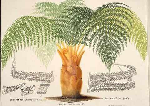 Reproducción/Reproduction 49690727742: L'Illustration horticole :. Gand, Belgium :Imprimerie et lithographie de F. et E. Gyselnyck,1854-1896.. 