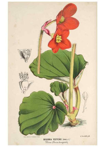 Reproducción/Reproduction 49689881808: L'Illustration horticole :. Gand, Belgium :Imprimerie et lithographie de F. et E. Gyselnyck,1854-1896.. 