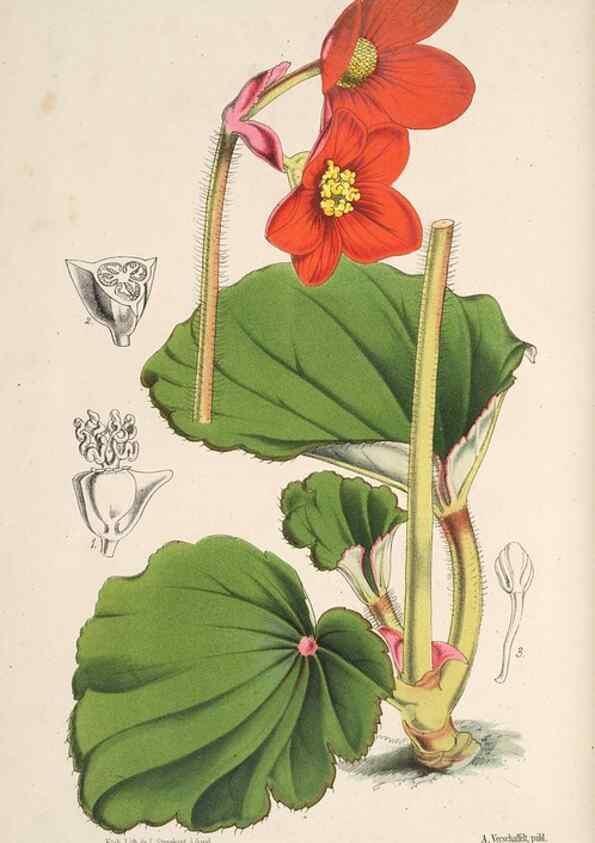 Reproducción/Reproduction 49689881808: L'Illustration horticole :. Gand, Belgium :Imprimerie et lithographie de F. et E. Gyselnyck,1854-1896.. 