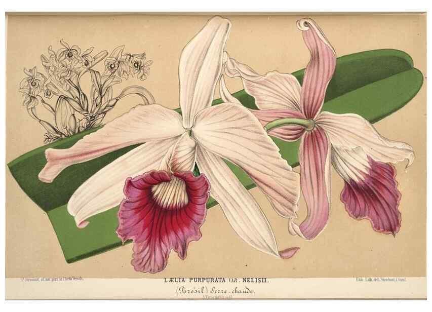 Reproducción/Reproduction 49690422721: L'Illustration horticole :. Gand, Belgium :Imprimerie et lithographie de F. et E. Gyselnyck,1854-1896.. 