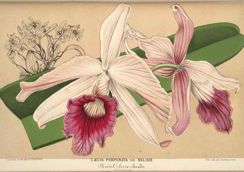 Reproducción/Reproduction 49690422721: L'Illustration horticole :. Gand, Belgium :Imprimerie et lithographie de F. et E. Gyselnyck,1854-1896.. 