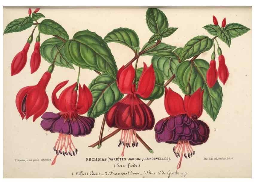Reproducción/Reproduction 49690734122: L'Illustration horticole :. Gand, Belgium :Imprimerie et lithographie de F. et E. Gyselnyck,1854-1896.. 