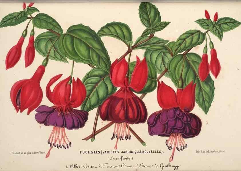 Reproducción/Reproduction 49690734122: L'Illustration horticole :. Gand, Belgium :Imprimerie et lithographie de F. et E. Gyselnyck,1854-1896.. 