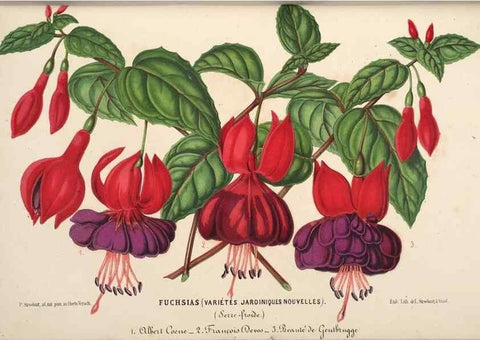 Reproducción/Reproduction 49690734122: L'Illustration horticole :. Gand, Belgium :Imprimerie et lithographie de F. et E. Gyselnyck,1854-1896.. 