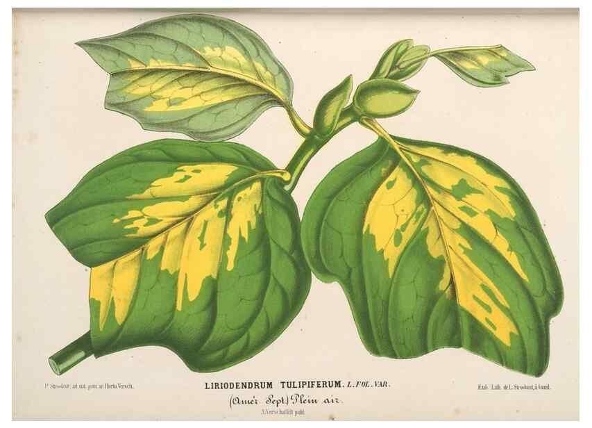 Reproducción/Reproduction 49690734297: L'Illustration horticole :. Gand, Belgium :Imprimerie et lithographie de F. et E. Gyselnyck,1854-1896.. 