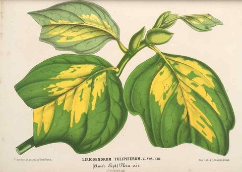 Reproducción/Reproduction 49690734297: L'Illustration horticole :. Gand, Belgium :Imprimerie et lithographie de F. et E. Gyselnyck,1854-1896.. 