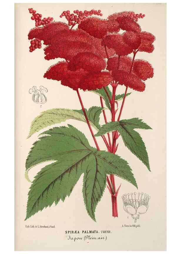 Reproducción/Reproduction 49689888663: L'Illustration horticole :. Gand, Belgium :Imprimerie et lithographie de F. et E. Gyselnyck,1854-1896.. 