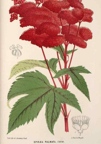 Reproducción/Reproduction 49689888663: L'Illustration horticole :. Gand, Belgium :Imprimerie et lithographie de F. et E. Gyselnyck,1854-1896.. 