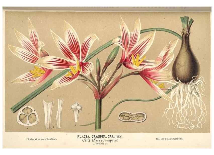 Reproducción/Reproduction 49690423871: L'Illustration horticole :. Gand, Belgium :Imprimerie et lithographie de F. et E. Gyselnyck,1854-1896.. 
