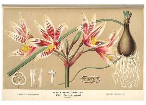 Reproducción/Reproduction 49690423871: L'Illustration horticole :. Gand, Belgium :Imprimerie et lithographie de F. et E. Gyselnyck,1854-1896.. 