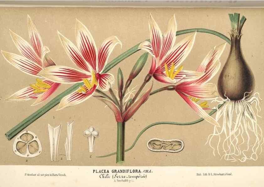 Reproducción/Reproduction 49690423871: L'Illustration horticole :. Gand, Belgium :Imprimerie et lithographie de F. et E. Gyselnyck,1854-1896.. 