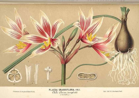 Reproducción/Reproduction 49690423871: L'Illustration horticole :. Gand, Belgium :Imprimerie et lithographie de F. et E. Gyselnyck,1854-1896.. 