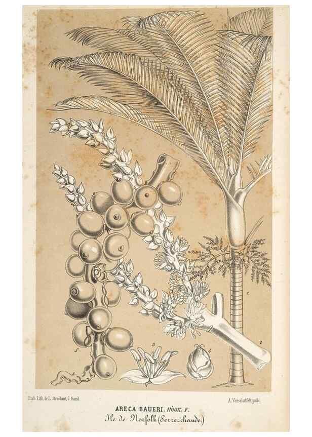 Reproducción/Reproduction 49690424131: L'Illustration horticole :. Gand, Belgium :Imprimerie et lithographie de F. et E. Gyselnyck,1854-1896.. 
