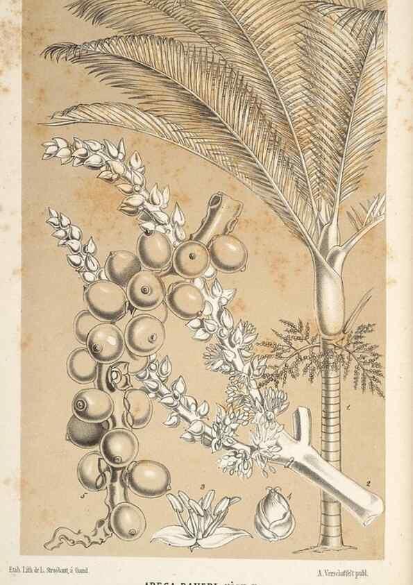 Reproducción/Reproduction 49690424131: L'Illustration horticole :. Gand, Belgium :Imprimerie et lithographie de F. et E. Gyselnyck,1854-1896.. 