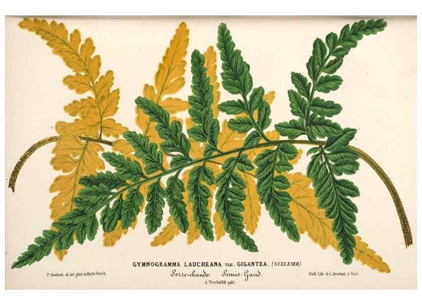 Reproducción/Reproduction 49690424291: L'Illustration horticole :. Gand, Belgium :Imprimerie et lithographie de F. et E. Gyselnyck,1854-1896.. 