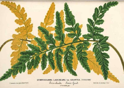 Reproducción/Reproduction 49690424291: L'Illustration horticole :. Gand, Belgium :Imprimerie et lithographie de F. et E. Gyselnyck,1854-1896.. 