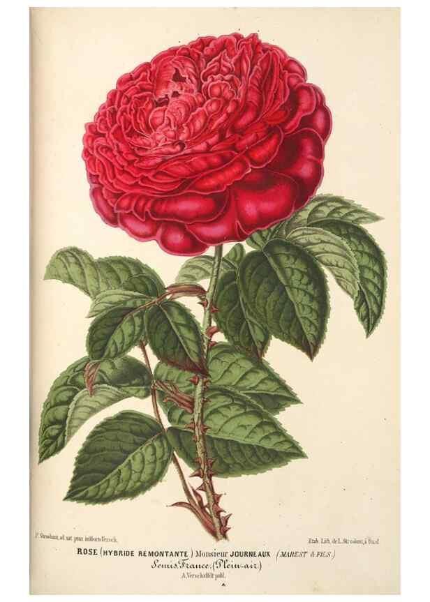Reproducción/Reproduction 49690424516: L'Illustration horticole :. Gand, Belgium :Imprimerie et lithographie de F. et E. Gyselnyck,1854-1896.. 