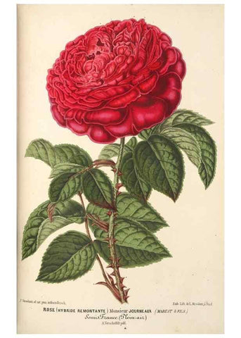 Reproducción/Reproduction 49690424516: L'Illustration horticole :. Gand, Belgium :Imprimerie et lithographie de F. et E. Gyselnyck,1854-1896.. 