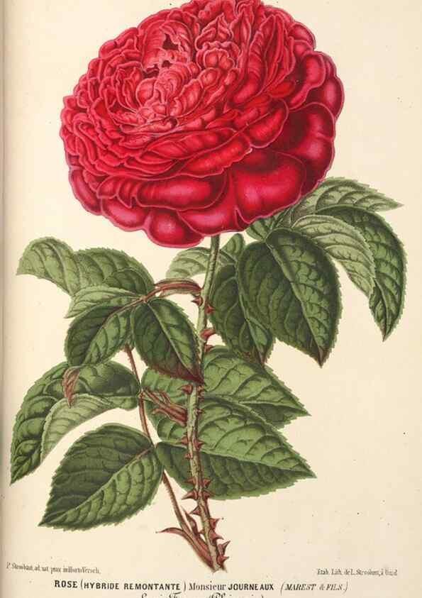 Reproducción/Reproduction 49690424516: L'Illustration horticole :. Gand, Belgium :Imprimerie et lithographie de F. et E. Gyselnyck,1854-1896.. 
