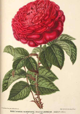 Reproducción/Reproduction 49690424516: L'Illustration horticole :. Gand, Belgium :Imprimerie et lithographie de F. et E. Gyselnyck,1854-1896.. 