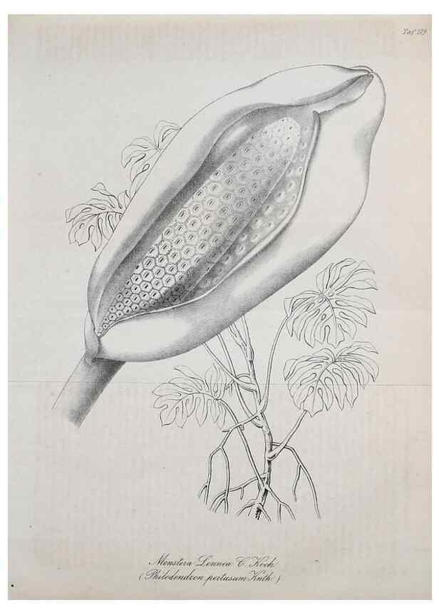 Reproducción/Reproduction 49689918053: Gartenflora.. Erlangen :F. Enke,1852-1940.. 