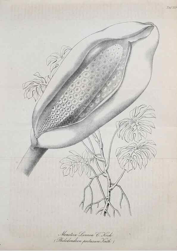 Reproducción/Reproduction 49689918053: Gartenflora.. Erlangen :F. Enke,1852-1940.. 