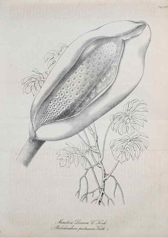 Reproducción/Reproduction 49689918053: Gartenflora.. Erlangen :F. Enke,1852-1940.. 