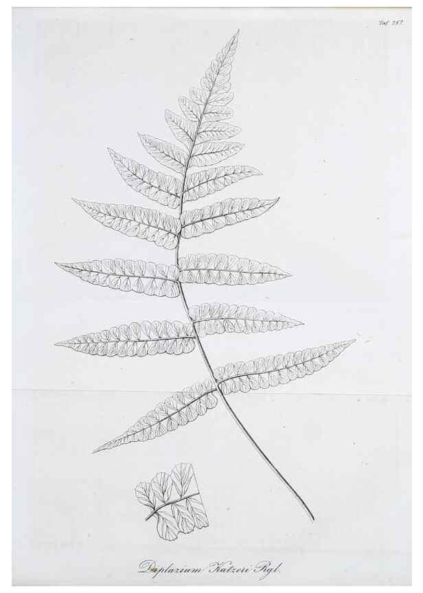 Reproducción/Reproduction 49690763157: Gartenflora.. Erlangen :F. Enke,1852-1940.. 