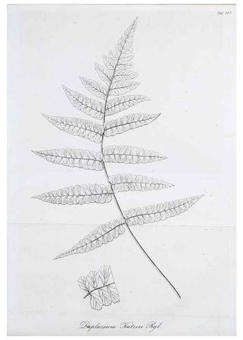Reproducción/Reproduction 49690763157: Gartenflora.. Erlangen :F. Enke,1852-1940.. 
