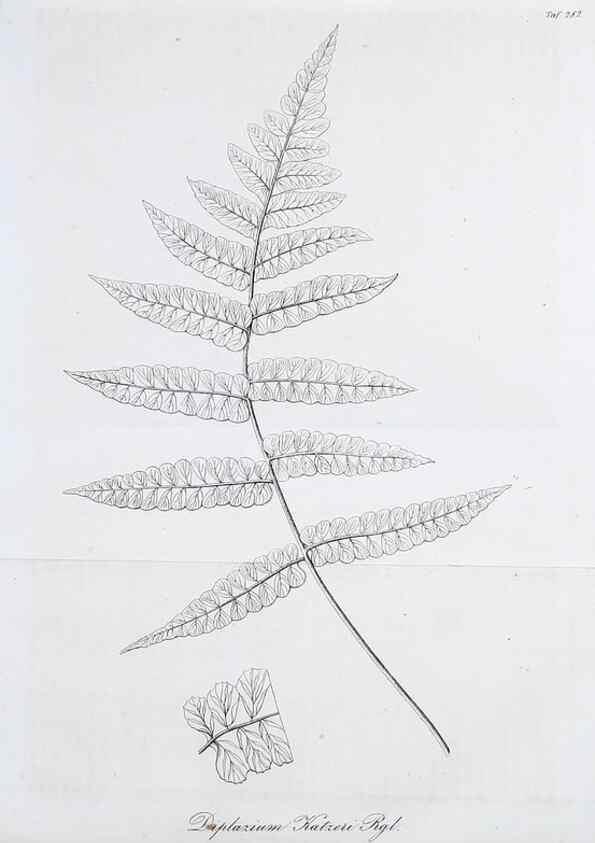 Reproducción/Reproduction 49690763157: Gartenflora.. Erlangen :F. Enke,1852-1940.. 