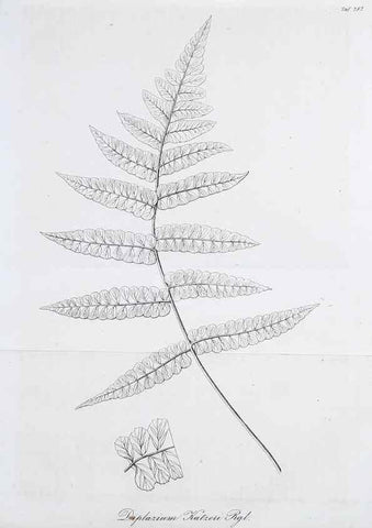 Reproducción/Reproduction 49690763157: Gartenflora.. Erlangen :F. Enke,1852-1940.. 
