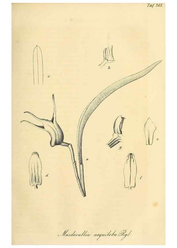 Reproducción/Reproduction 49690453066: Gartenflora.. Erlangen :F. Enke,1852-1940.. 