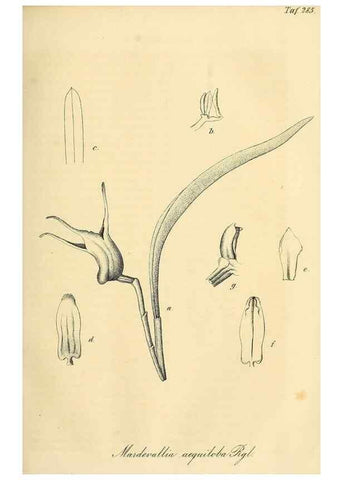 Reproducción/Reproduction 49690453066: Gartenflora.. Erlangen :F. Enke,1852-1940.. 