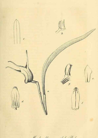 Reproducción/Reproduction 49690453066: Gartenflora.. Erlangen :F. Enke,1852-1940.. 