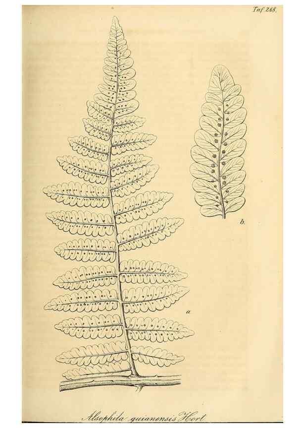 Reproducción/Reproduction 49690453376: Gartenflora.. Erlangen :F. Enke,1852-1940.. 