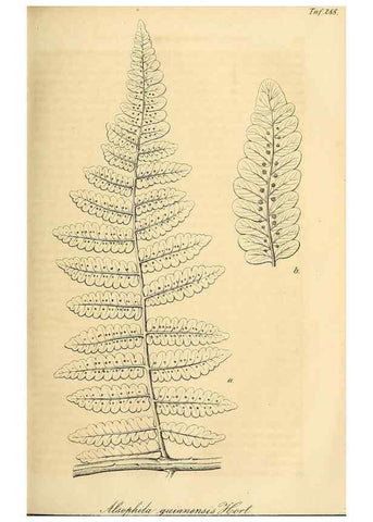 Reproducción/Reproduction 49690453376: Gartenflora.. Erlangen :F. Enke,1852-1940.. 