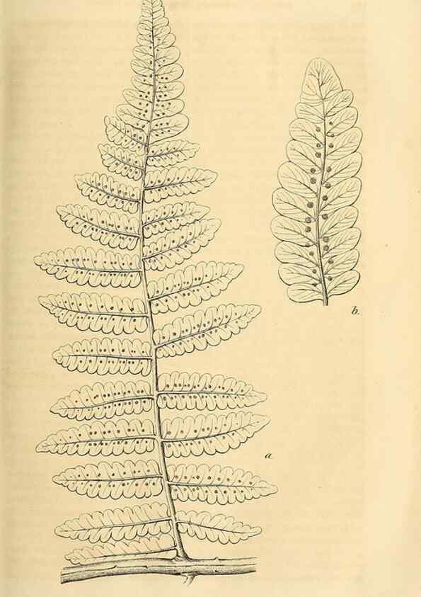 Reproducción/Reproduction 49690453376: Gartenflora.. Erlangen :F. Enke,1852-1940.. 